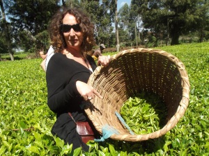 Tea picking in Kenya. 